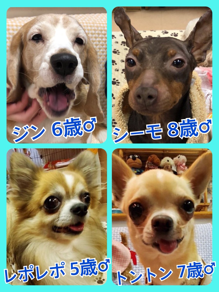 🐾今日の里親様募集中ワンコ🐶メンバーです🐾2020,3,6